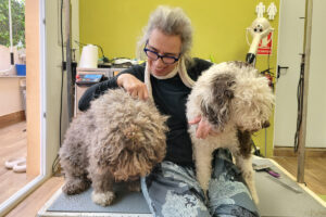 Read more about the article El mantenimiento y el tratamiento del pelo del perro de agua español