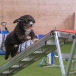 Agility-03-2022-11