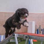 Agility-03-2022-12