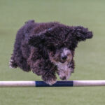 Agility-03-2022