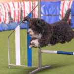 Agility-03-2022-3