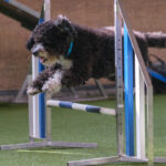 Agility-03-2022-5